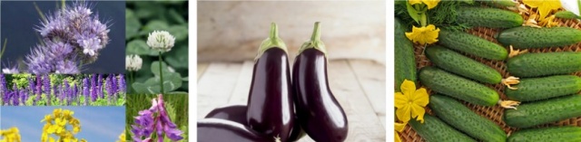 Семена овощей цена в Украине Семена овощей цена в Украине